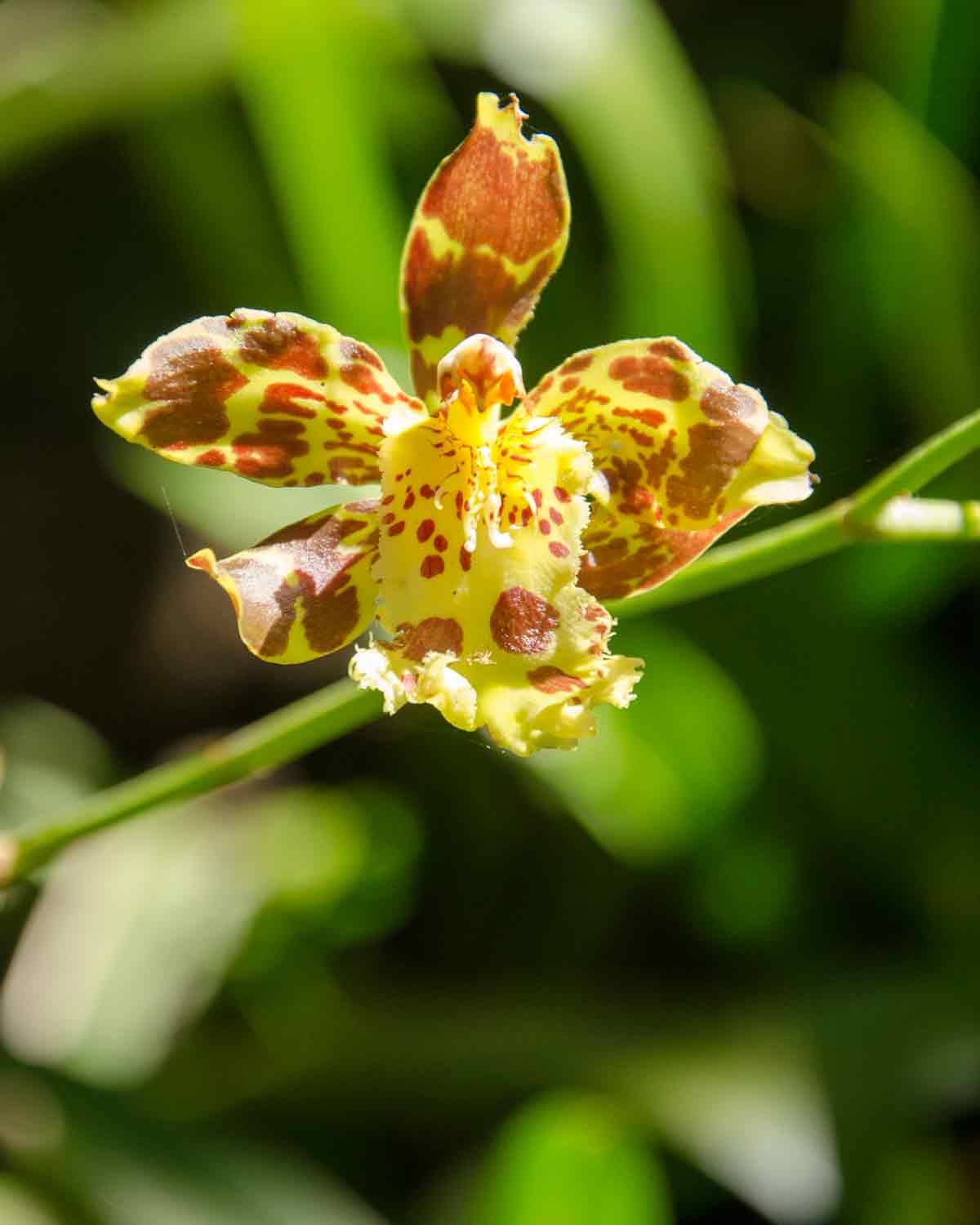 Orchids at the Botanical Garden in Loja, Ecuador | ©Angela Drake