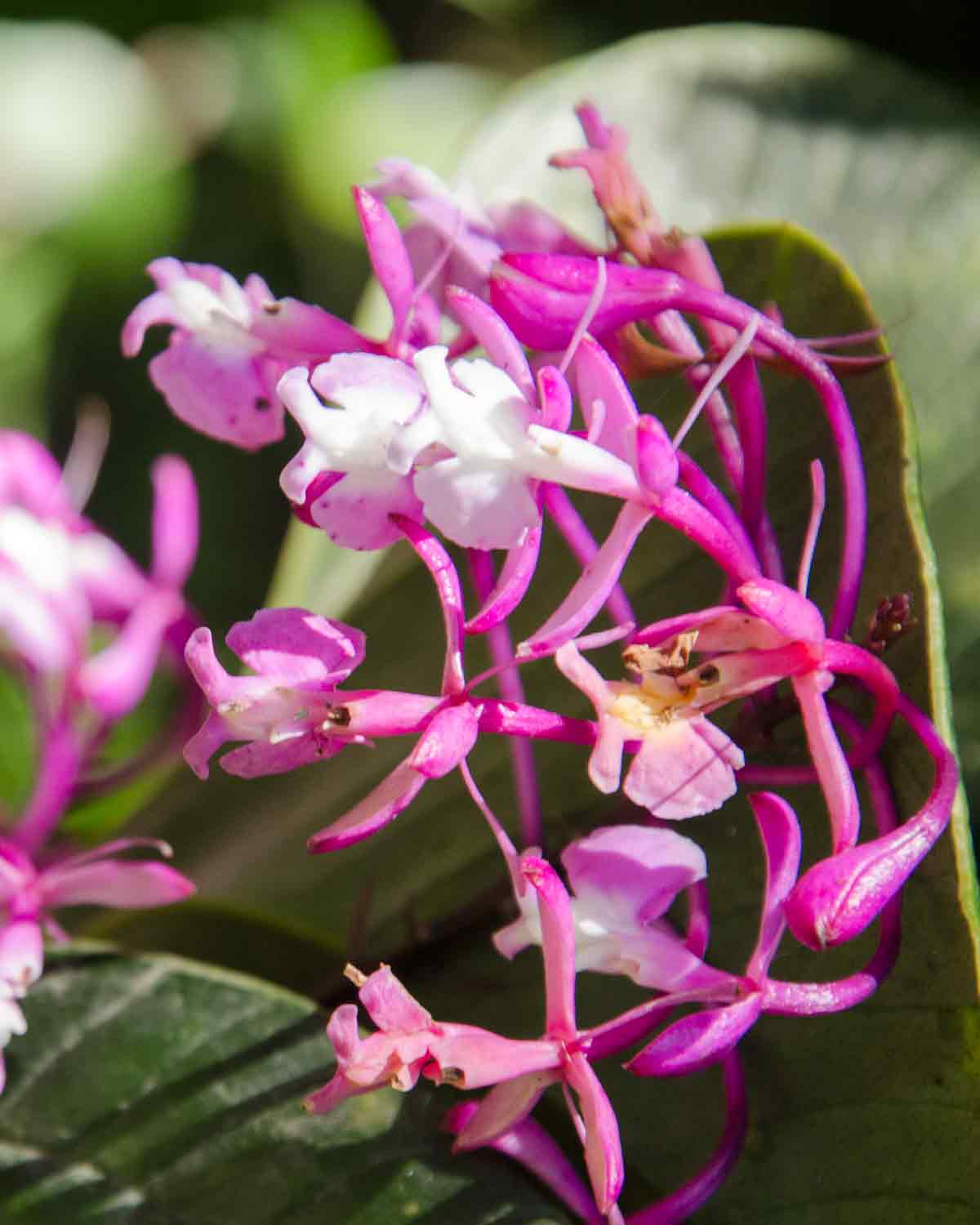 Orquideas, Jardín Botánico de Loja, Ecuador | © Angela Drake