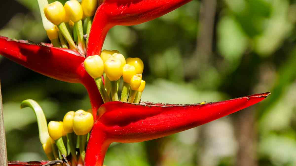 Flor de Pajaro, Jardín Botánico de Loja, Ecuador | © Angela Drake