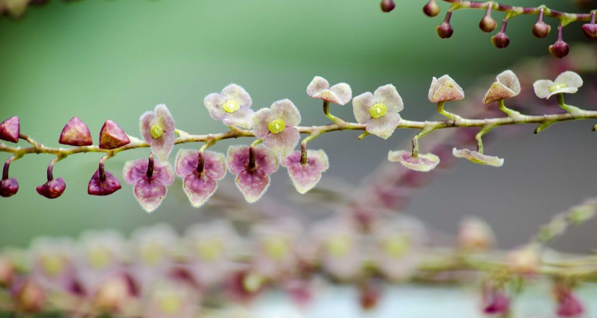 The Best Places to See Orchids in Ecuador