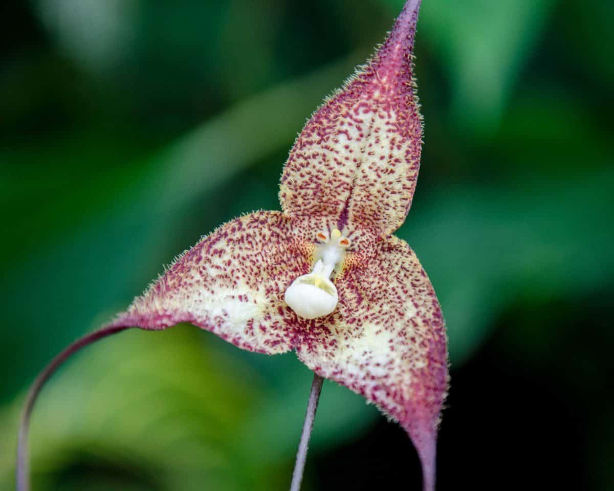 Orquídeas de San Jorge de Milpe, junio 2015 | ©Ángela Drake