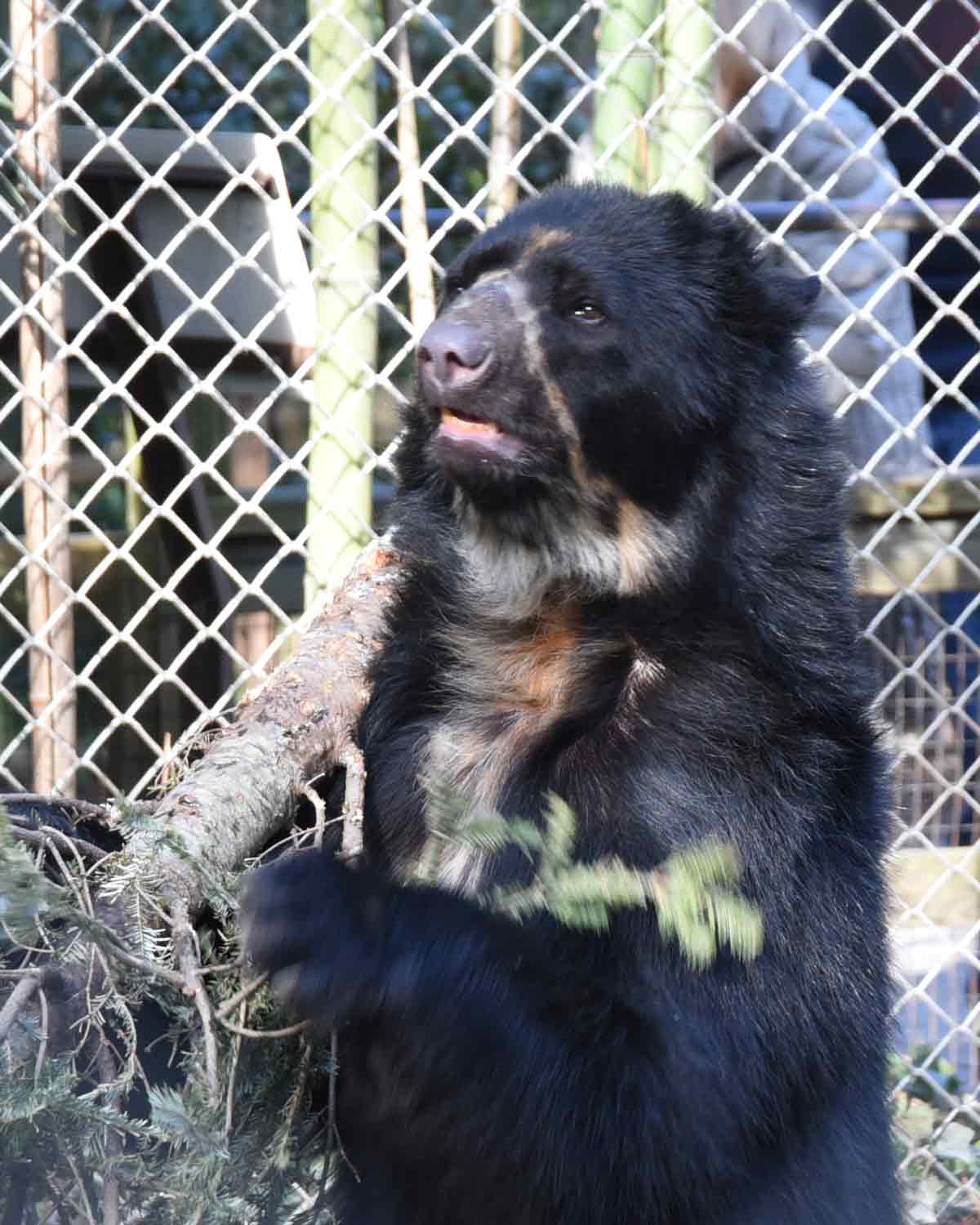 Pinnochio the Andean Bear | © Angela Drake