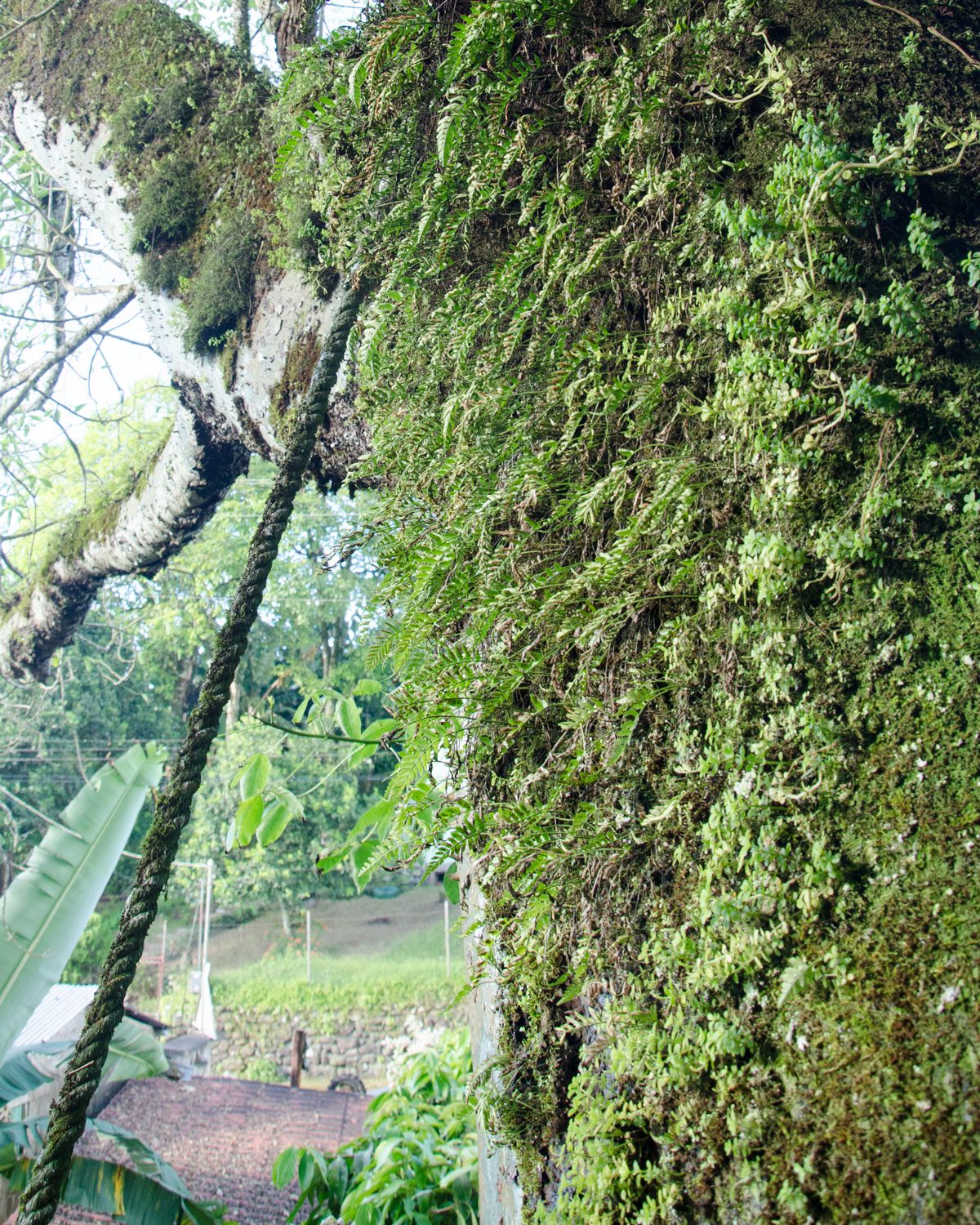 Fern and Moss on the Oldest Ceibo Tree, San Cristobal, Ecuador | ©Angela Drake