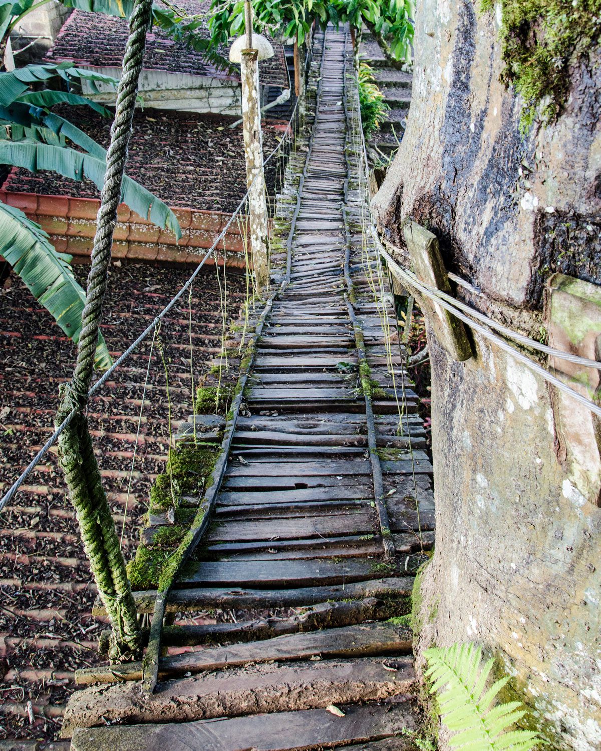 The Bridge up to the Treehouse in the Galapagos Ceibo, San Cristobal, Ecuador | ©Angela Drake