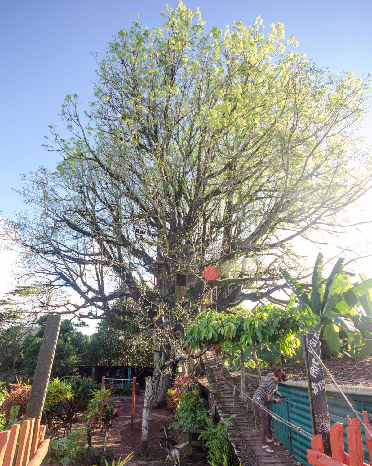 The oldest and widest ceibo in Ecuador, San Cristobal, The Galapagos | ©Angela Drake