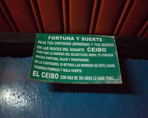 Fortune and Luck in the Oldest Ceibo Tree in Ecuador | ©Angela Drake