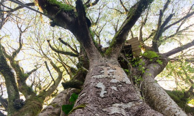 If the Oldest Ceibo Tree in Ecuador Could Tell Tales