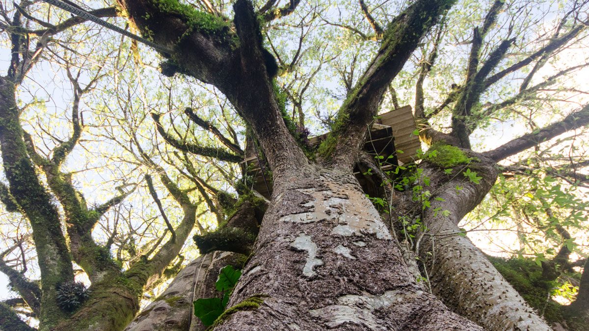 Looking up at the treehouse in the oldest ceibo in Ecuador | ©Angela Drake