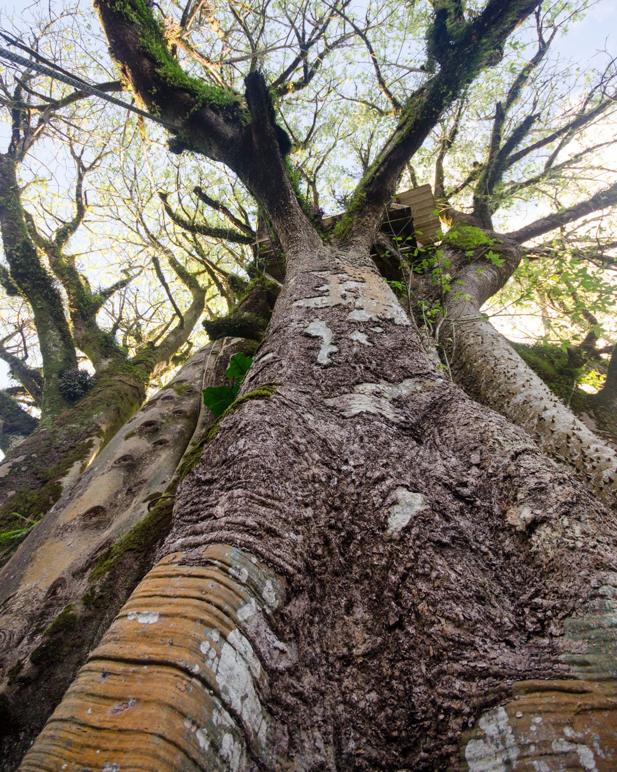 From the ground looking up at the oldest ceibo tree, San Cristobal, The Galapagos | ©Angela Drake