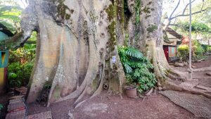 The Widest Ceibo in Ecuador, El Progreso, San Cristobal, The Galapagos | ©Angela Drake