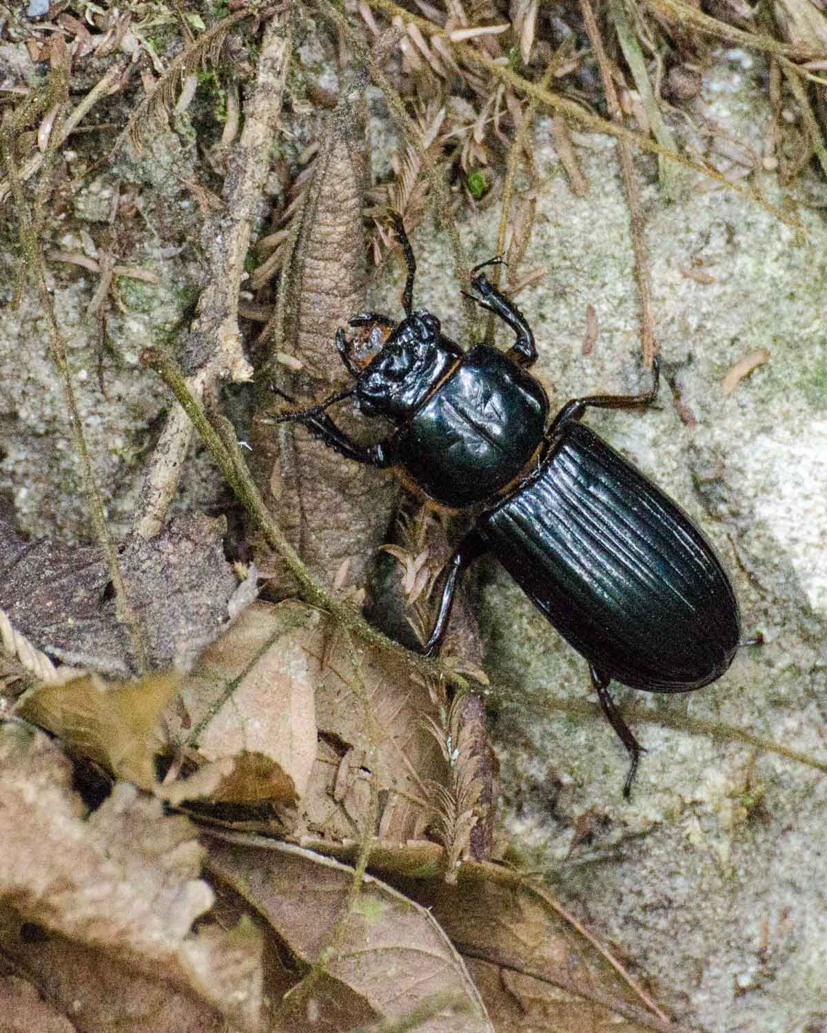 Unidentified beetle seen at the Ecolodge San Jorge de Tandayapa | ©Angela Drake