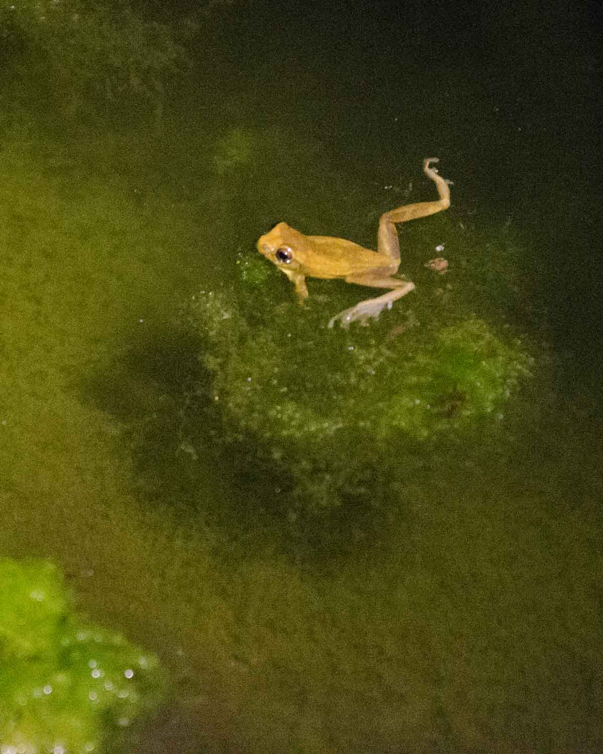 Una rana no identificada vista en el Ecolodge San Jorge de Tandayapa | © Angela Drake
