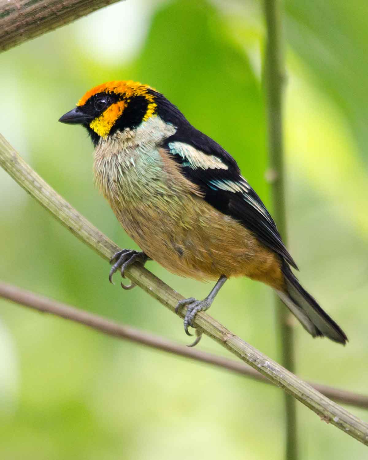 A Flame-faced Tanager seen at the Refugio de Paz Reserve | ©Angela Drake