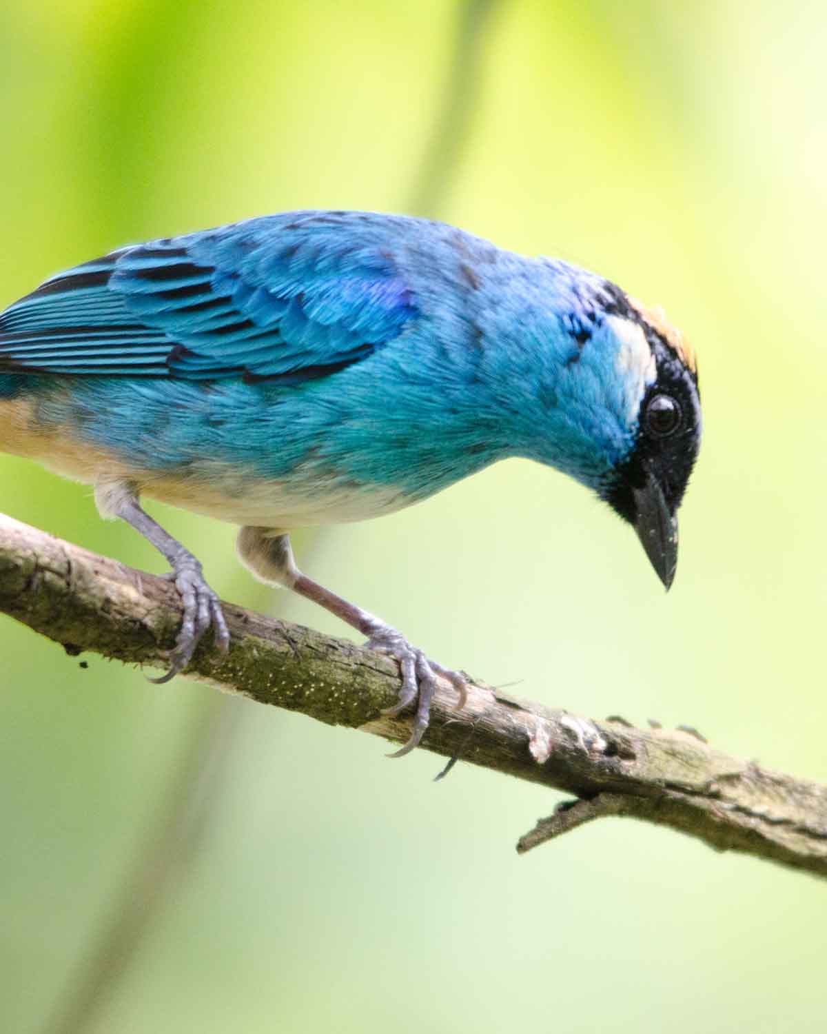 A Golden-naped Tanager seen at the Refugio de Paz Reserve | ©Angela Drake