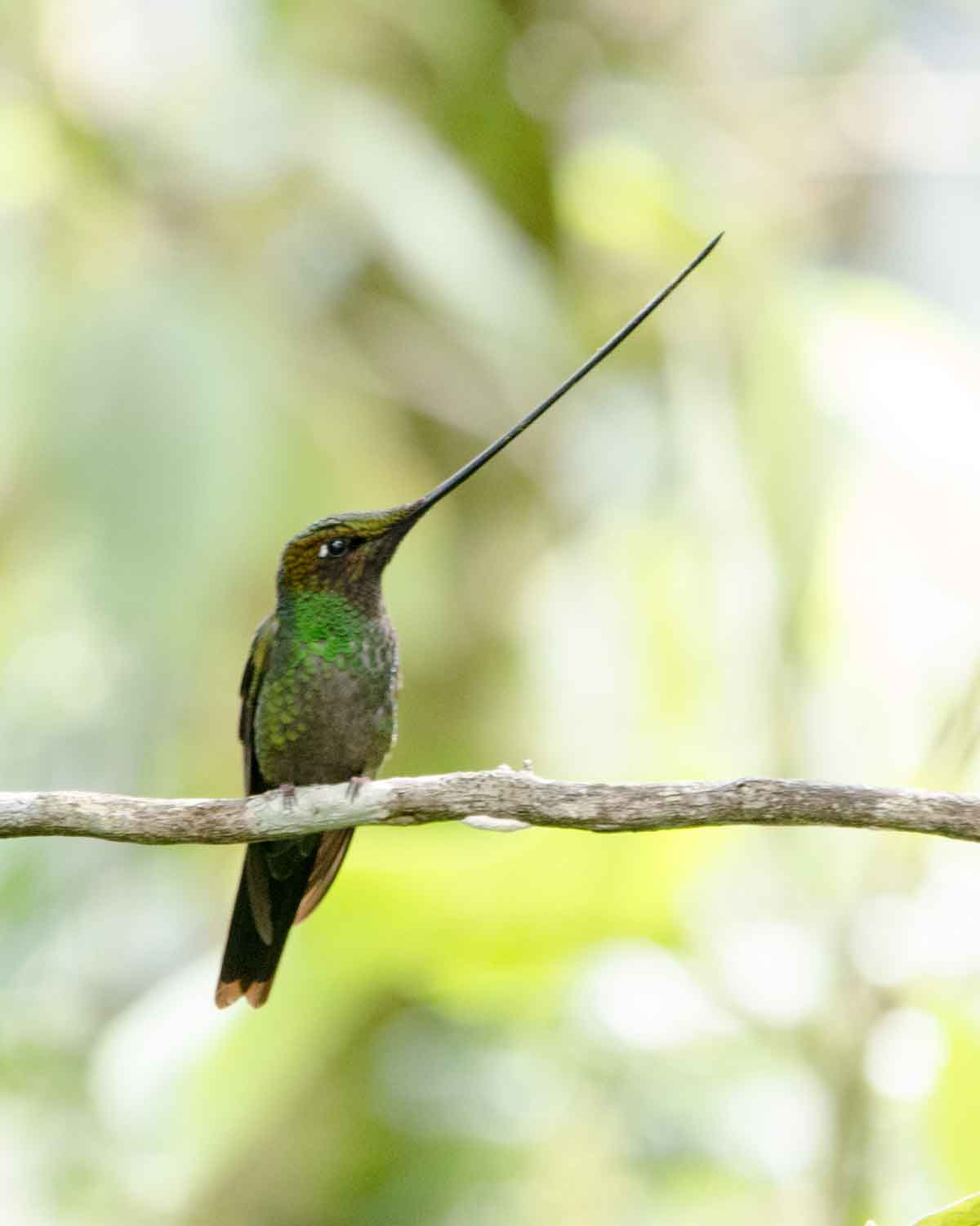 A Sword-billed Hummingbird seen at the Yanacocha Reserve | ©Angela Drake