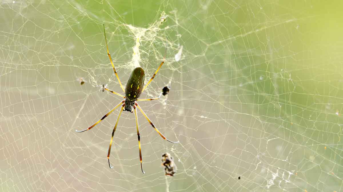 Spider on the Cascada El Palto Trail, Podocarpus National Park, Vilcambamba, Ecuador | ©Angela Drake