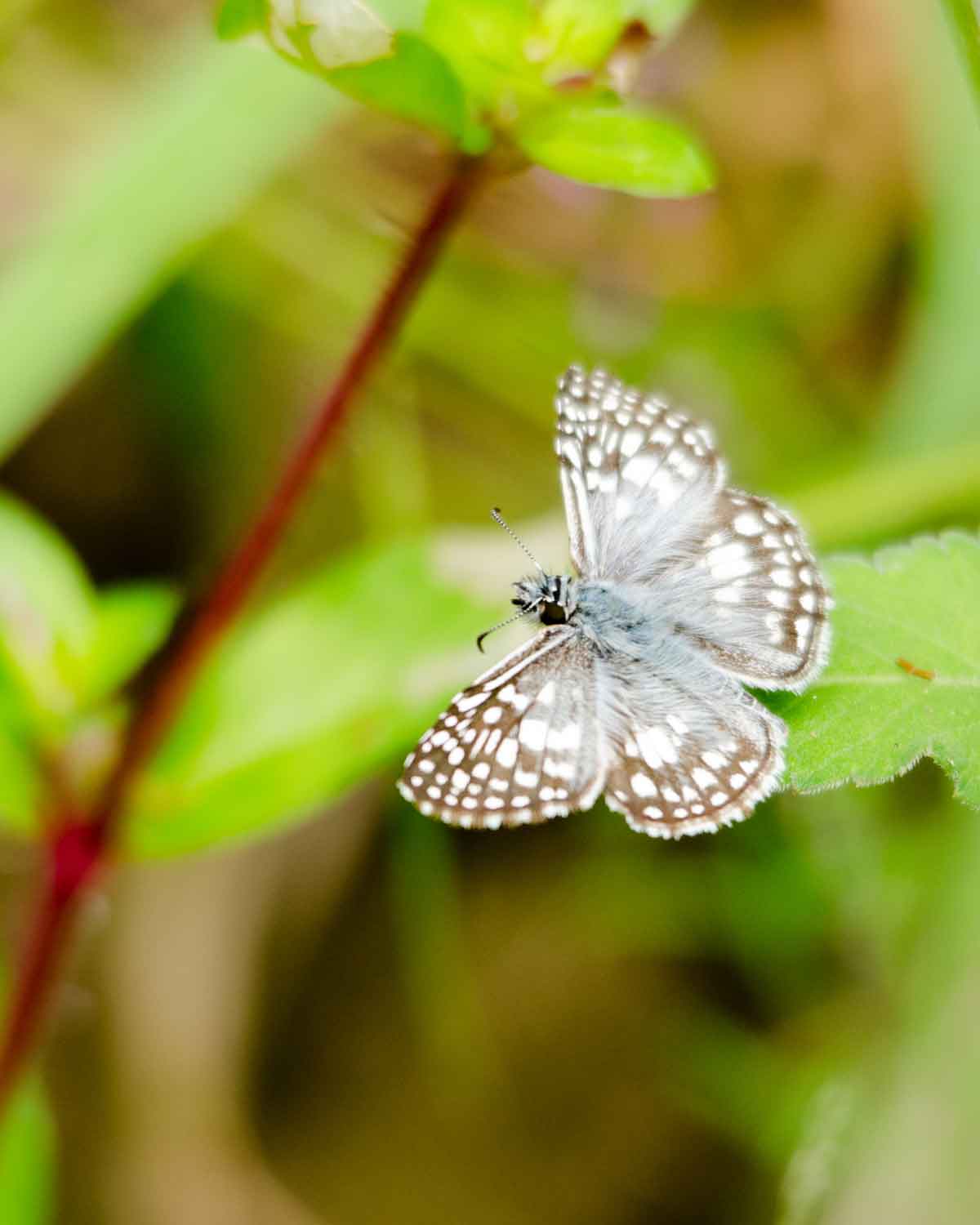Butterfly on the Cascada El Palto Trail, Podocarpus National Park, Vilcambamba, Ecuador | ©Angela Drake