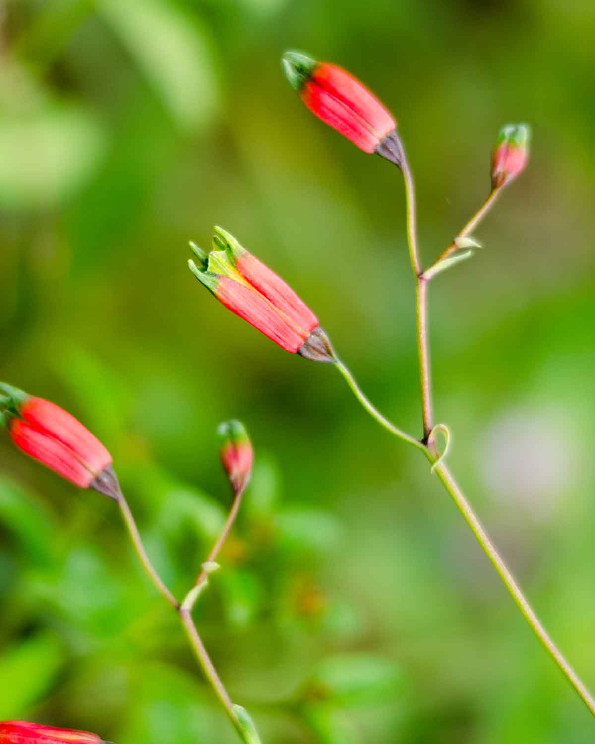 Flowers on the Cascada El Palto Trail, Podocarpus National Park, Vilcambamba, Ecuador | ©Angela Drake