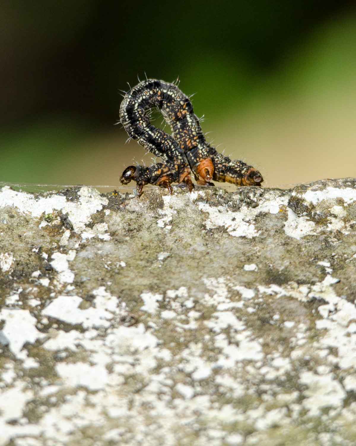 Unidentified inchworm seen the Ecolodge San Jorge de Tandayapa | ©Angela Drake