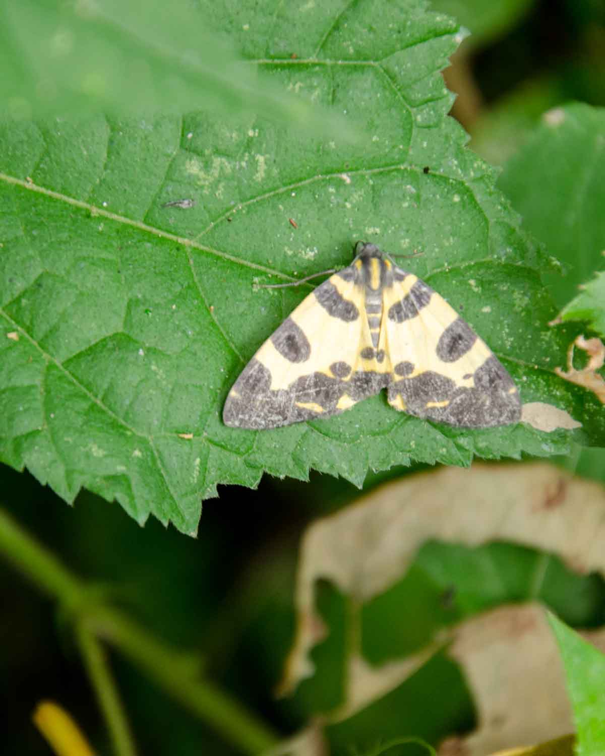 Moth on the Cascada El Palto Trail, Podocarpus National Park, Vilcambamba, Ecuador | ©Angela Drake