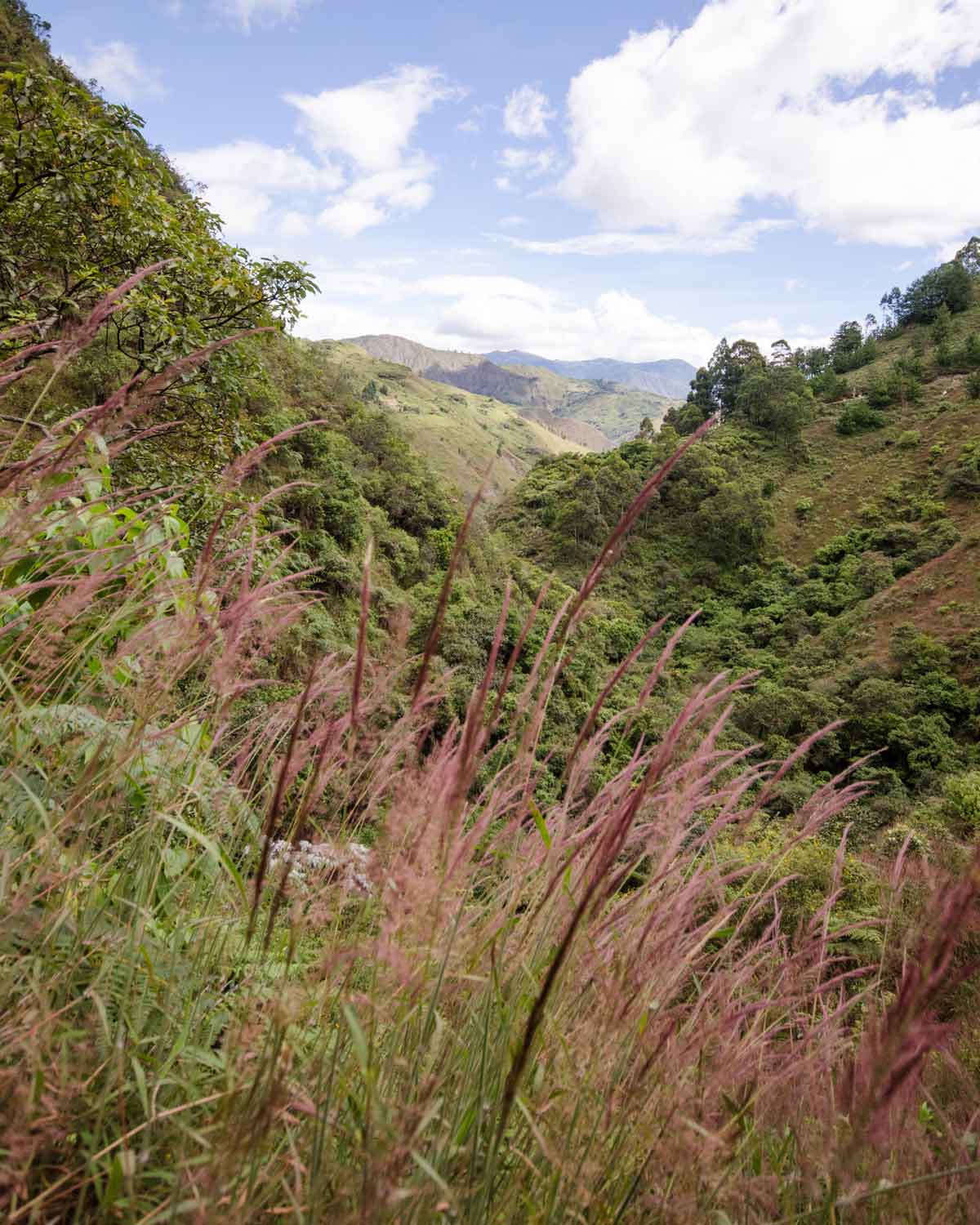 Yaragua paints the Vilcabamba countryside a pinkish burgundy hue.