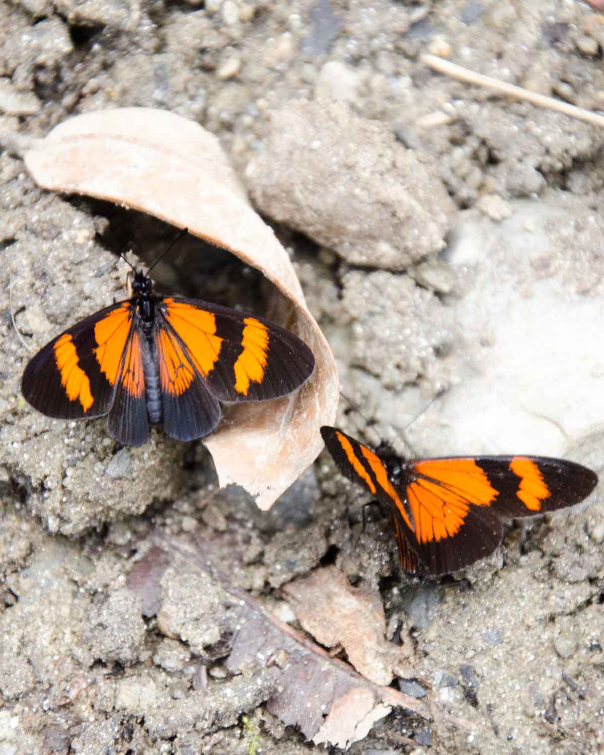 Butterflies on the Cascada El Palto Trail, Podocarpus National Park, Vilcambamba, Ecuador | ©Angela Drake