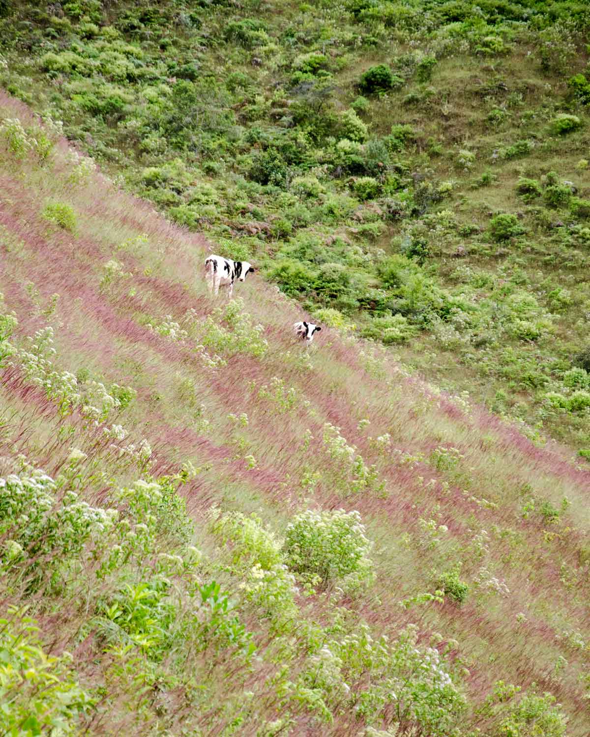 Cows grazing in a field tinted purple by yaragua, Vilcambamba, Ecuador | ©Angela Drake