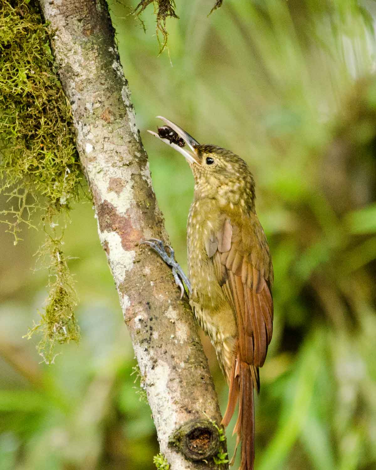 A Strong-billed Woodcreeper seen at the Ecolodge San Jorge de Milpe | ©Angela Drake