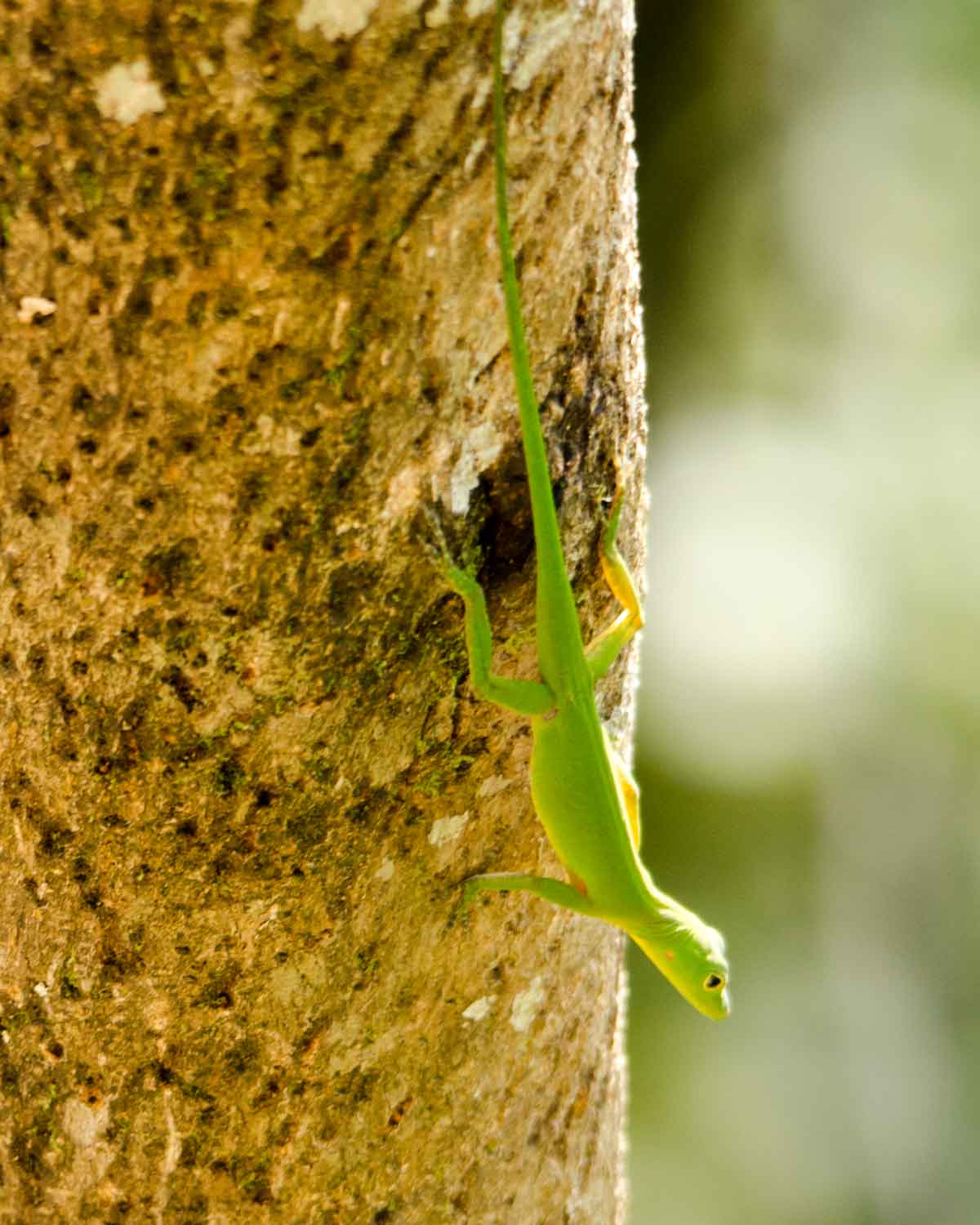 Una lagartija anole no identificada vista en el Ecolodge San Jorge de Milpe | © Angela Drake