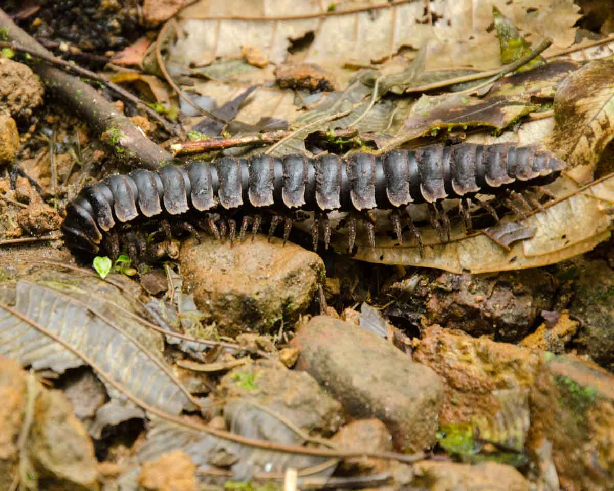 An unidentified centipede seen at the Ecolodge San Jorge de Milpe | ©Angela Drake