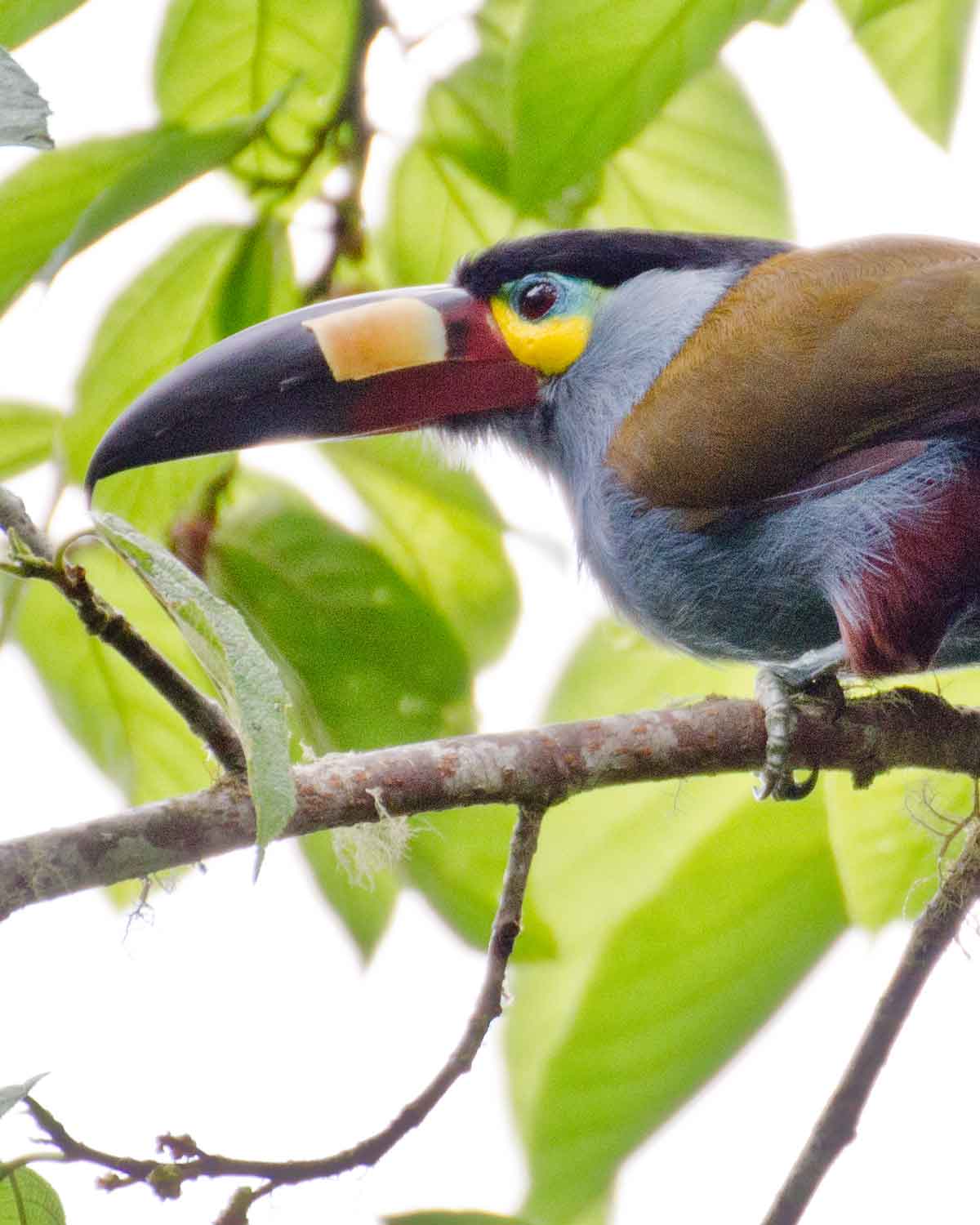 The Plate-billed Mountain Toucan seen at the Bellavista Cloud Forest Reserve | ©Angela Drake
