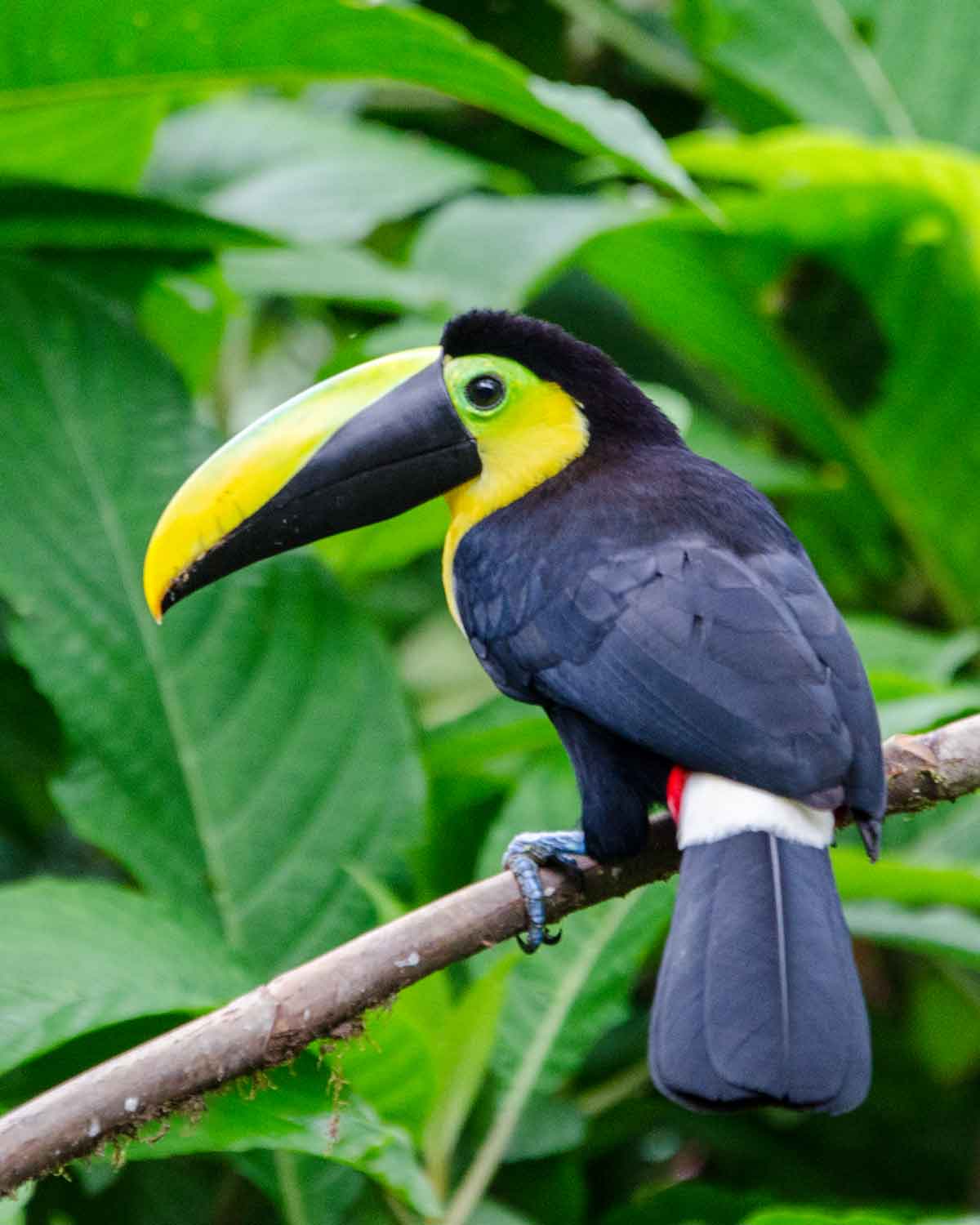 The endemic Choco Toucan seen at the Mindo Cloud Forest Foundation | ©Angela Drake