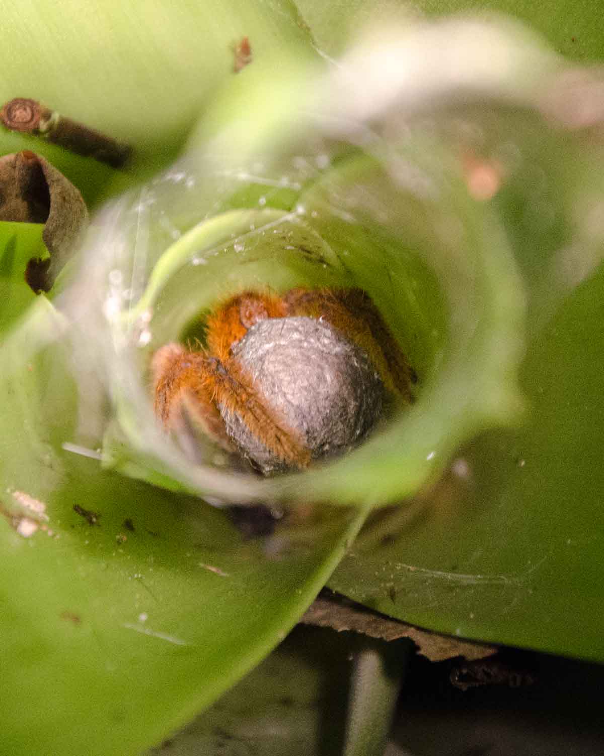 Una araña tarántula no identificada que guarda un saco de huevos; Ecolodge San Jorge de Milpe | © Angela Drake