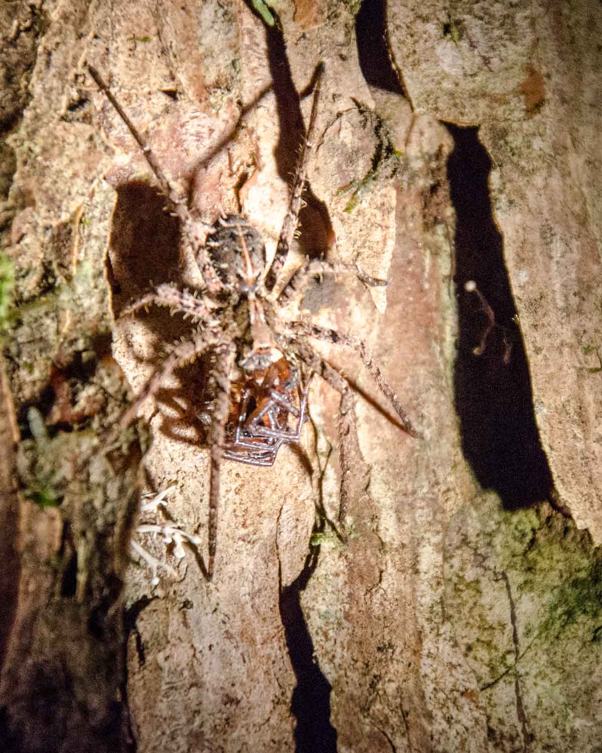 Una araña no identificada con presas; Ecolodge San Jorge de Milpe | © Angela Drake