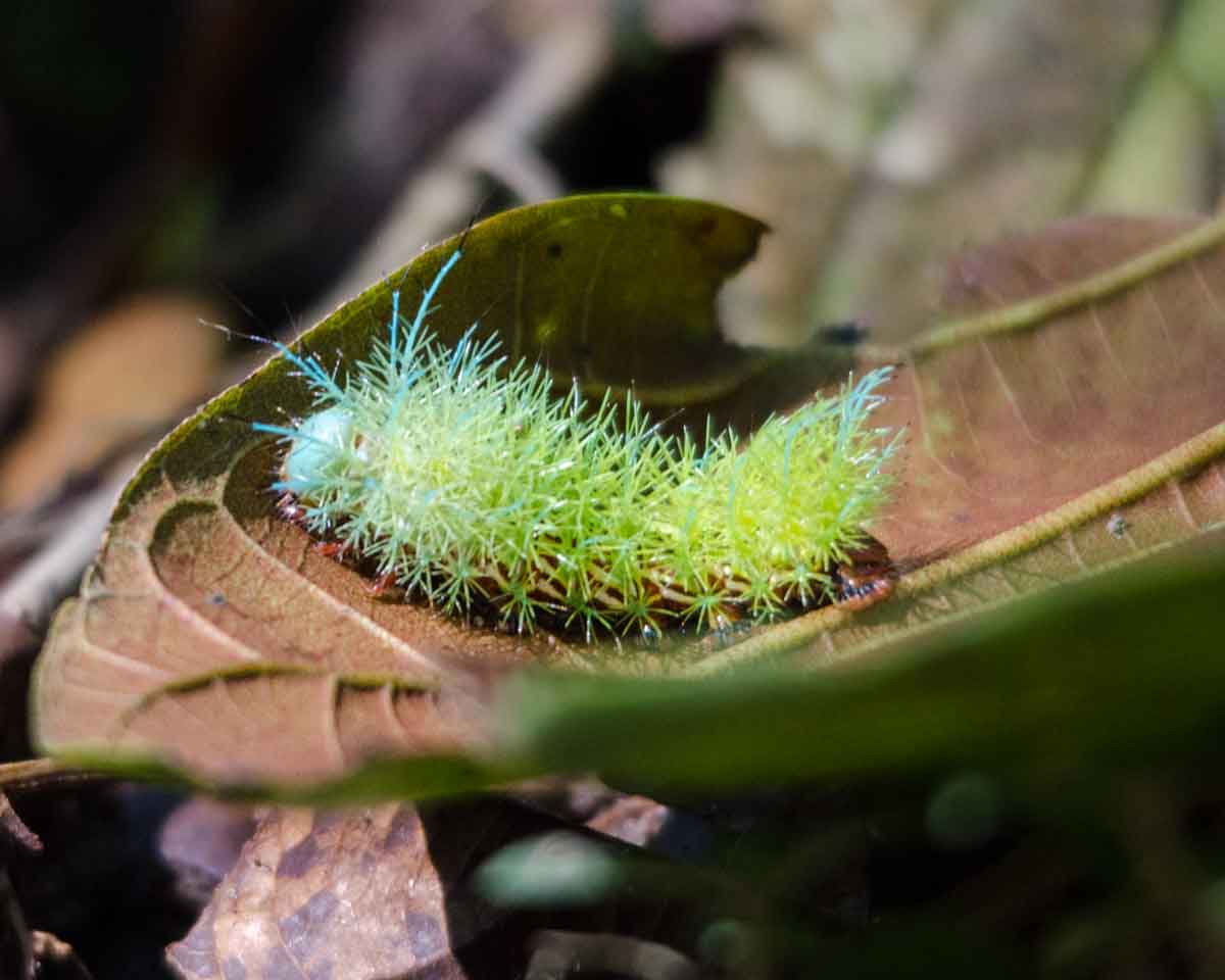 An unidentified caterpillar seen at the Ecolodge San Jorge de Milpe | ©Angela Drake