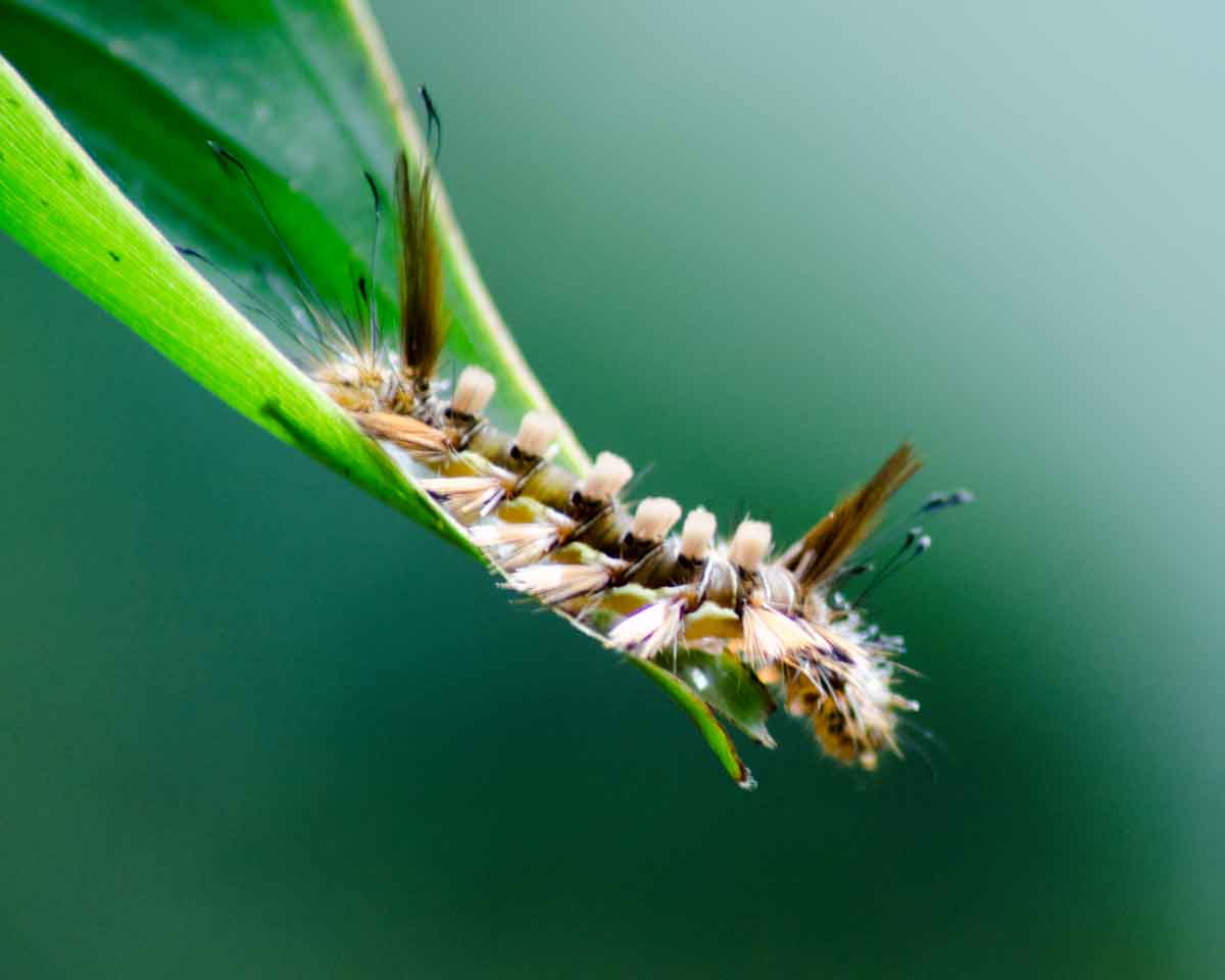 An unidentified caterpillar seen at the Pahuma Orchid Reserve | ©Angela Drake