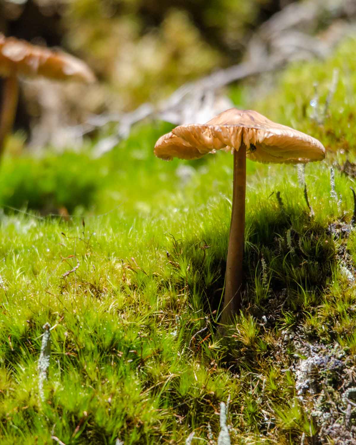 A wild mushroom growing in moss; Choco Andino Biosphere Reserve, Ecuador | ©Angela Drake