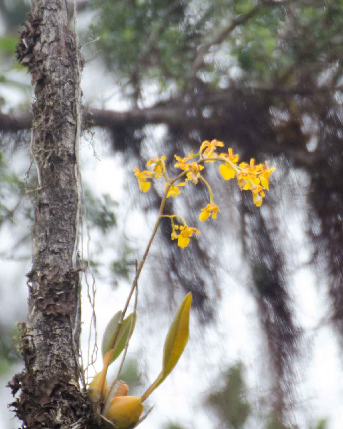 Orchid, Choco Andino Biosphere Reserve, Ecuador | ©Angela Drake