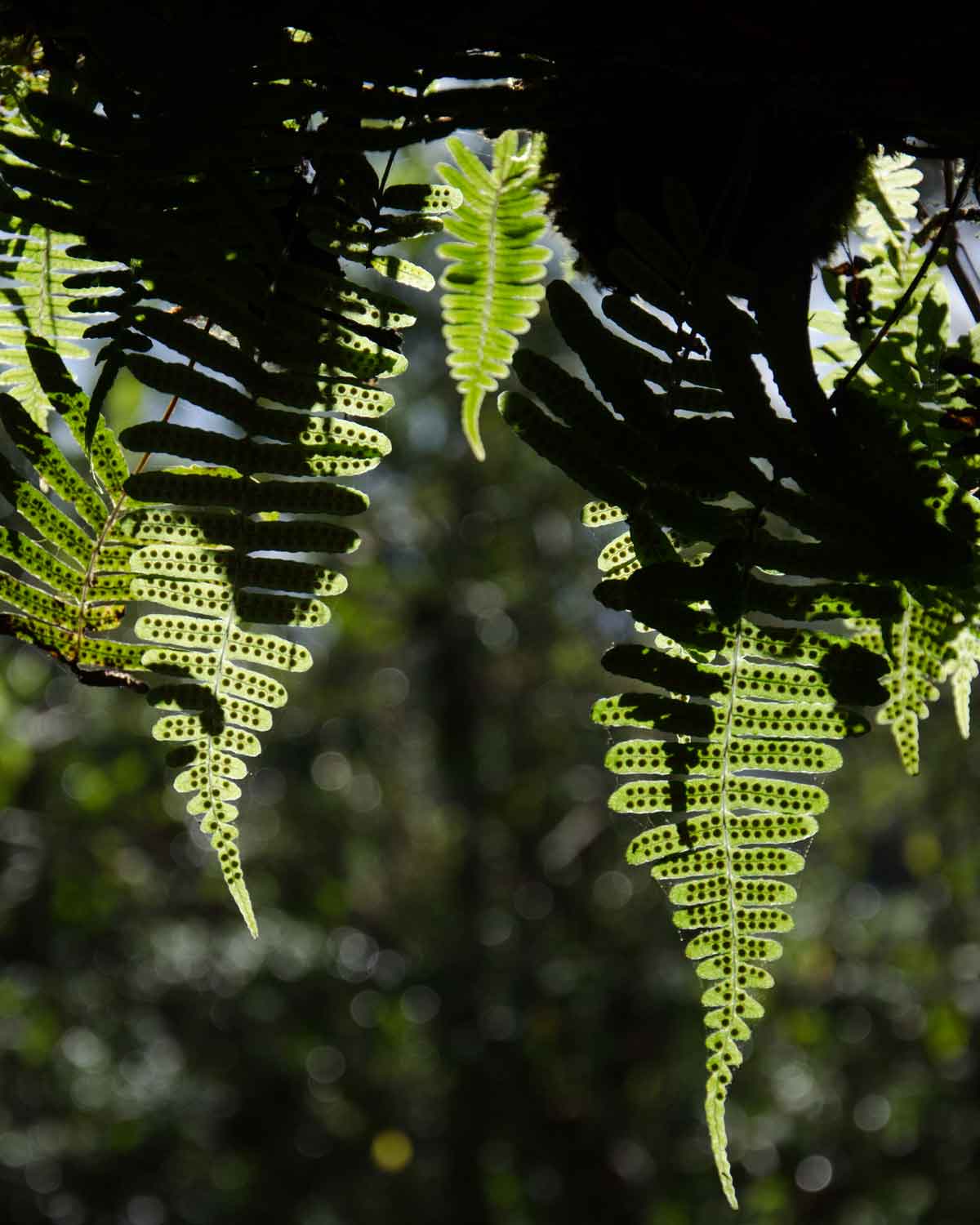 Un ejemplo de helechos encontrados en la Reserva de la Biosfera Chocó Andino, Ecuador | © Angela Drake