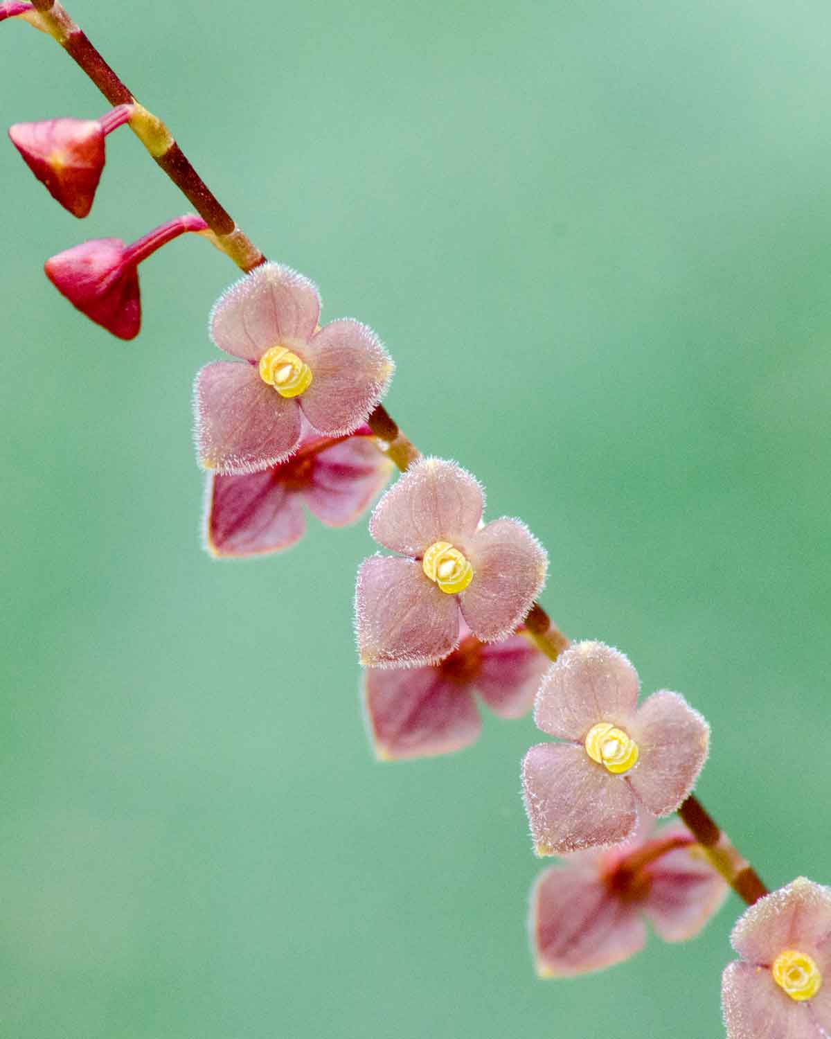 Orquídeas de la Reserva de la Biósfera Chocó Andino de Pichincha | © Angela Drake