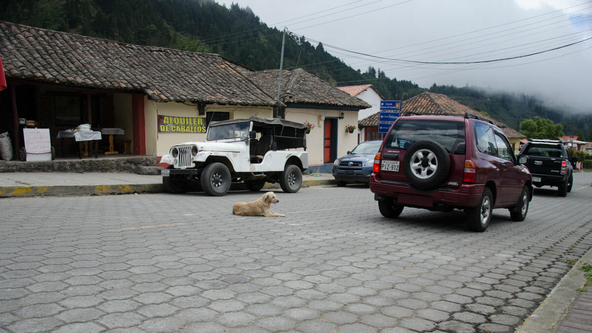 Dog in the main road connection Quito to Nono, Ecuador | ©Angela Drake