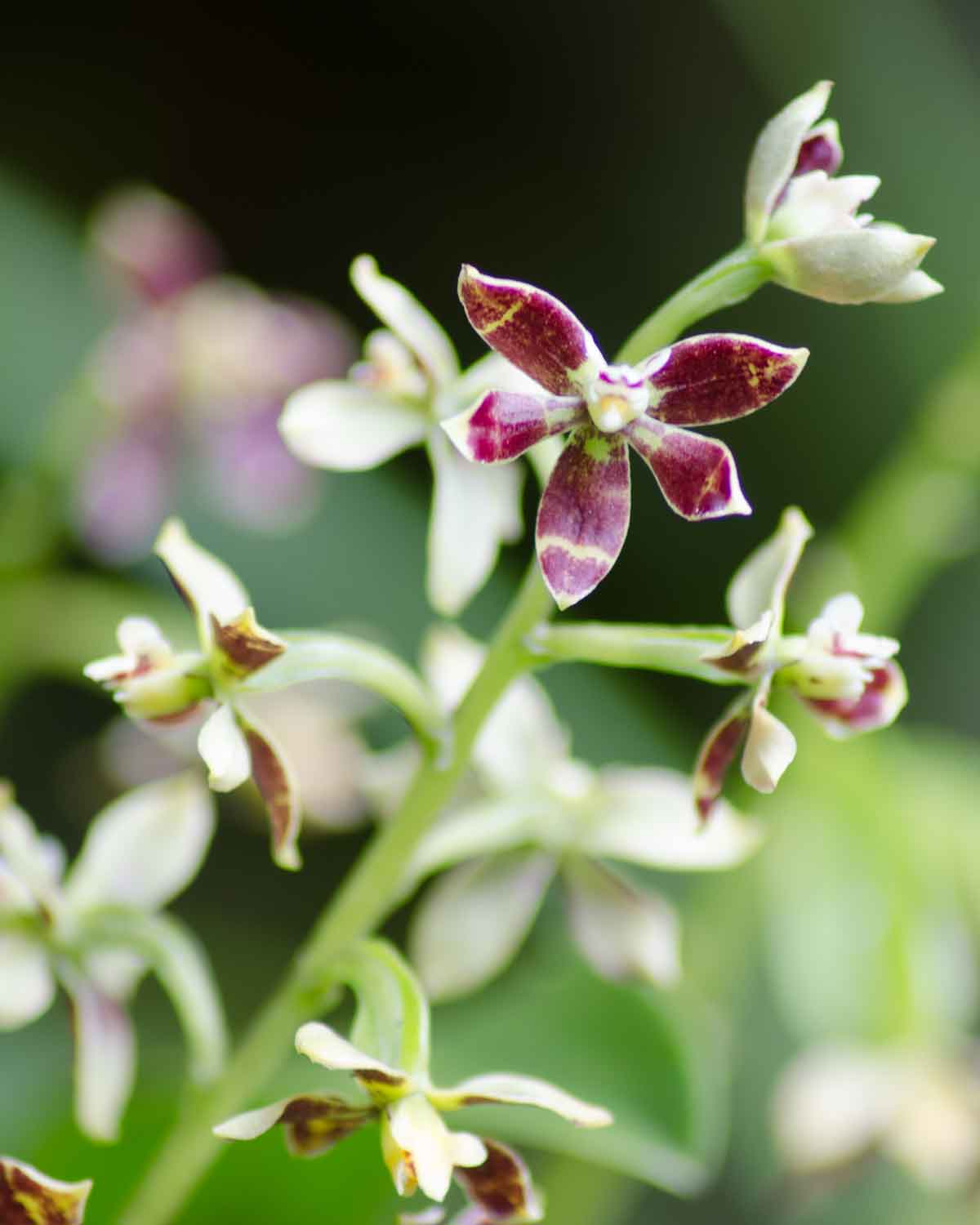 Orquídeas de la Reserva de la Biósfera Chocó Andino de Pichincha | © Angela Drake