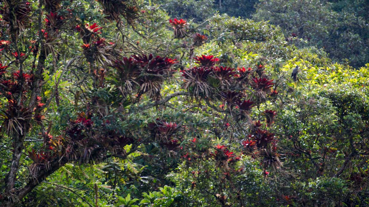 Bromelias (y una paloma anillada) a lo largo de la Ruta del Colobrí, Ecuador | ©Ángela Drake