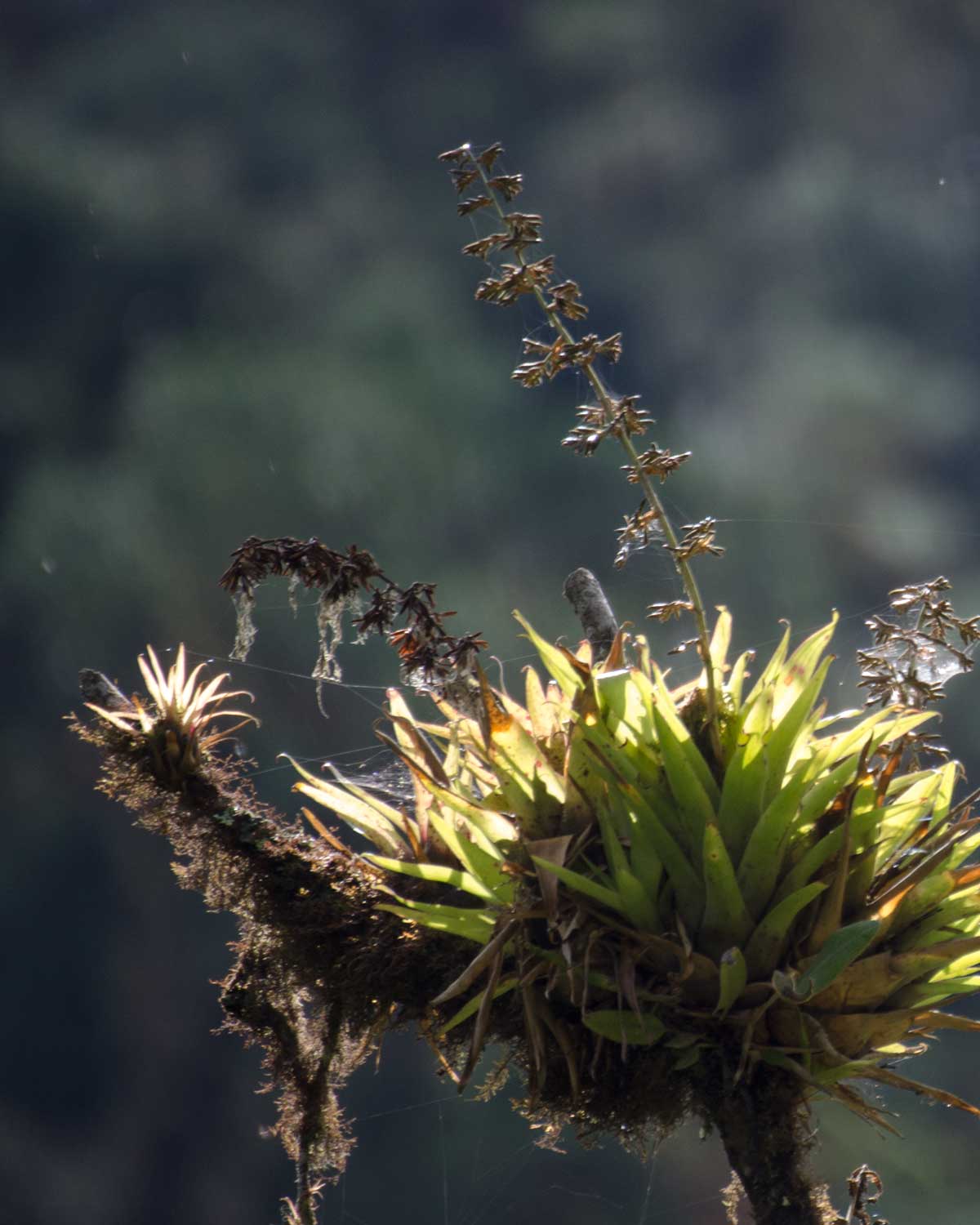 Bromeliads along the Ruta del Colobrí, Ecuador | ©Angela Drake