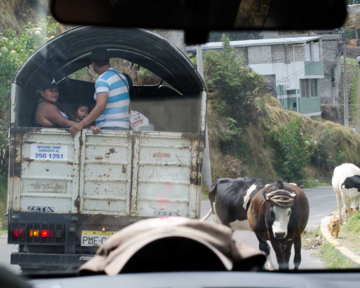Cows on North Quito streets | ©Angela Drake