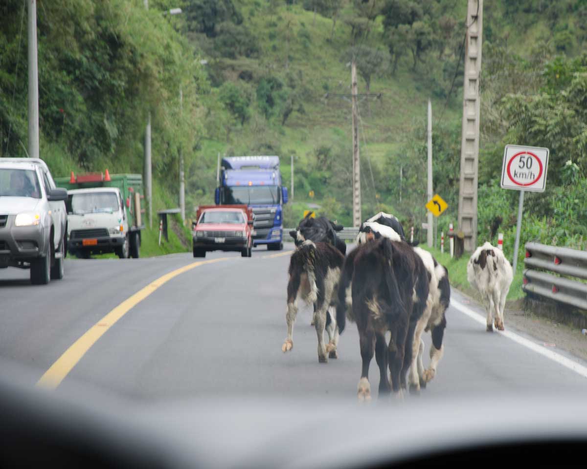 Traffic from Papllacta to Baeza | ©Angela Drake