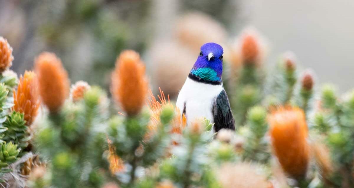 The Iconic Star of Chimborazo Hummingbird