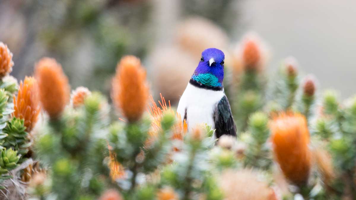 Star of Chimborazo hummingbird, Chimborazo Wildlife Preserve, Ecuador | ©Angela Drake