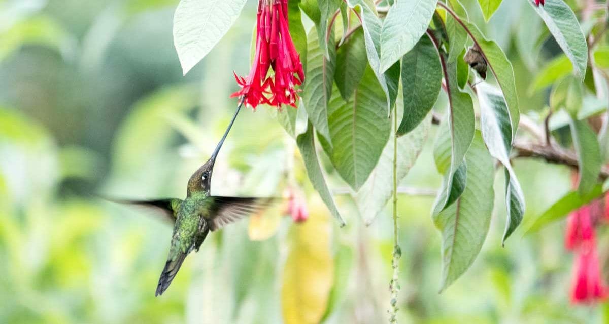 Birdwatching at the Quito Botanical Garden