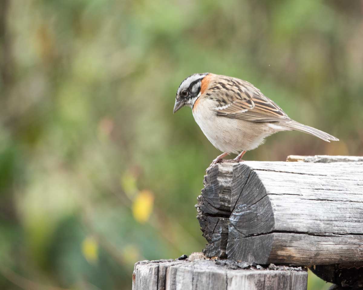 Rufous-collared Sparrow, Tambo Condor, Ecuador | ©Angela Drake